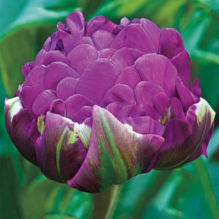 Negrita Tulip Double