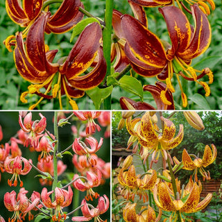 Turks Cap Lily Collection