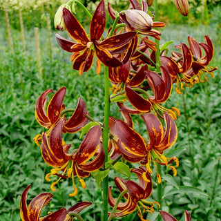 Turks Cap Lily Collection