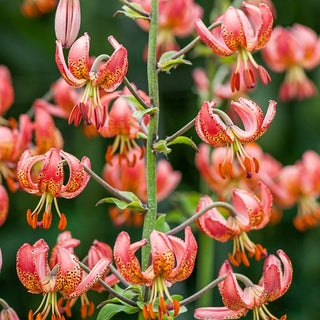 Turks Cap Lily Collection