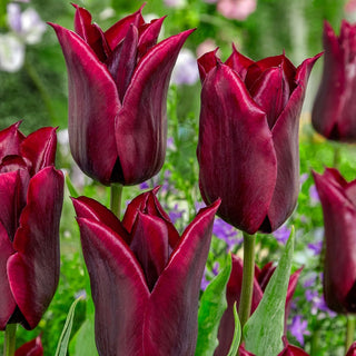 Lasting Love Tulip