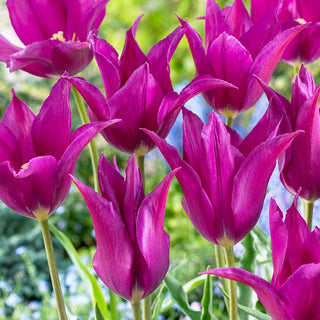 Lily Flowering Tulips