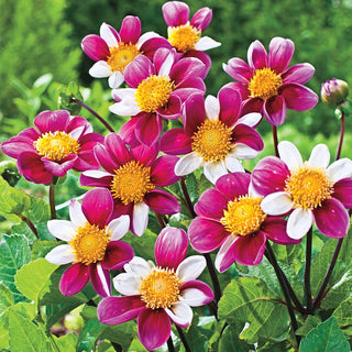 Twynings Smartie Dahlia