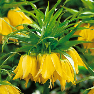 Maxima Lutea Crown Imperial