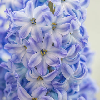 Aqua Hyacinth