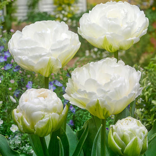 Buy Mount Tacoma Tulip Online | Double Tulip Bulbs | Breck's – Brecks