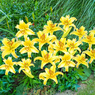 Gold Fever Oriental Carpet Border Lily