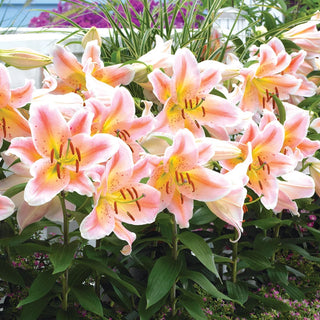 Salmon Party Oriental Carpet Border Lily