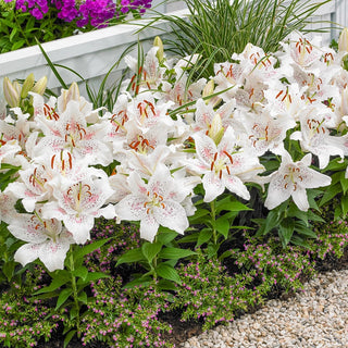 Muscadet Oriental Carpet Border Lily