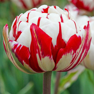 Tulip Carnaval De Nice