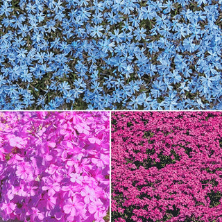 Creeping Phlox Collection