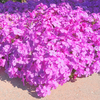 Creeping Phlox Collection