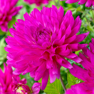 All Seasons Dahlia