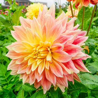 Explosion Dahlia