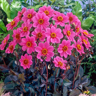 Hs Juliet Dahlia