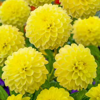 Yellow Heaven Dahlia