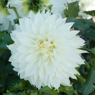 White Perfection Dinner Plate Dahlia