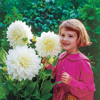 White Perfection Dinner Plate Dahlia