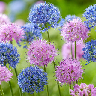 Heavenly Hues Allium Mixture