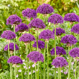 Chicago Allium