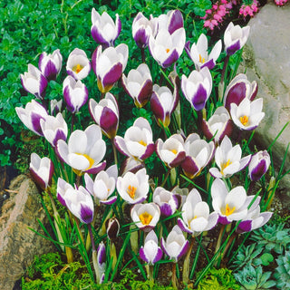 Ladykiller Snow Crocus