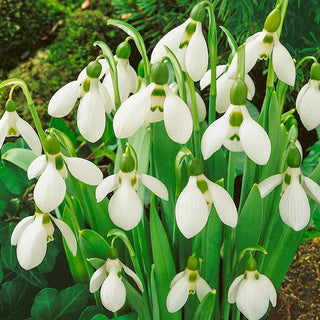 Giant Early Snowdrops