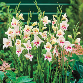 Elvira Hardy Gladiolus