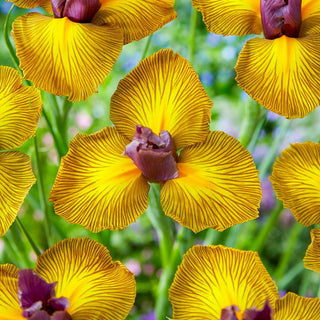 Picasso Dutch Iris