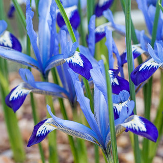 Clairette Dwarf Iris