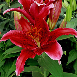 Red Flash Lily