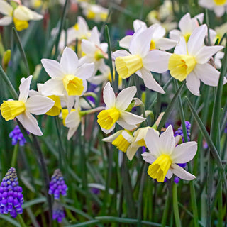 Sailboat Daffodil