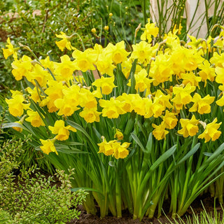 Growers Pride Daffodil