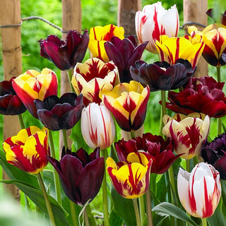 Burgundy Bliss Tulip Mixture