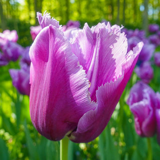 Louvre Tulip