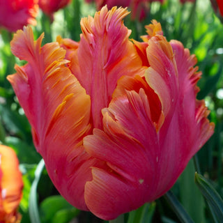 Amazing Parrot Tulip