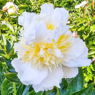 Bride Dream Peony