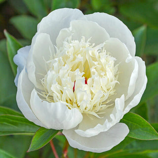 Immaculee Peony