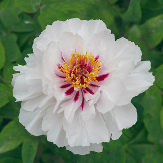 Bulls Eye Tree Peony