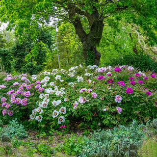 Dutch Tree Peony Collection