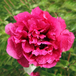 Rebel Rockii Flare Tree Peony