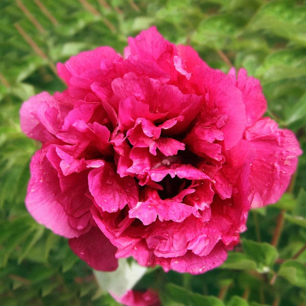 Popular Reserved Peony Trees