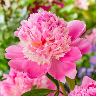 Best for Cutting Peonies