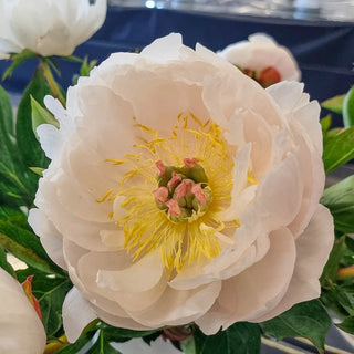 Love Affair Itoh Peony