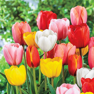 Wow Deluxe Perennial Tulip Mixture