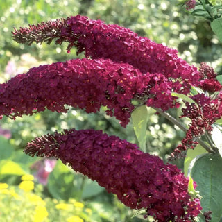 Royal Red Butterfly Bush