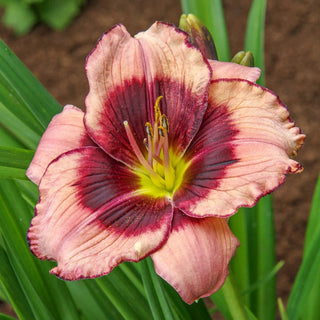 Blackberries And Cream Reblooming Daylily