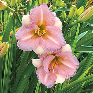 Bloomfinity Blushing Bluebell Daylily