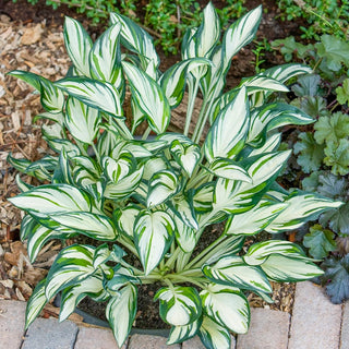 Fireworks Hosta