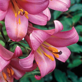 Pink Perfection Trumpet Lily