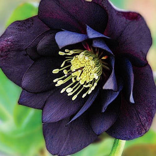 Helleborus Dark And Handsome